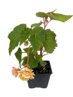 Begonia 'Compact Double Apricot' 4 Inch