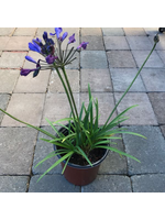 Agapanthus 'Brilliant Blue' 1 Gallon