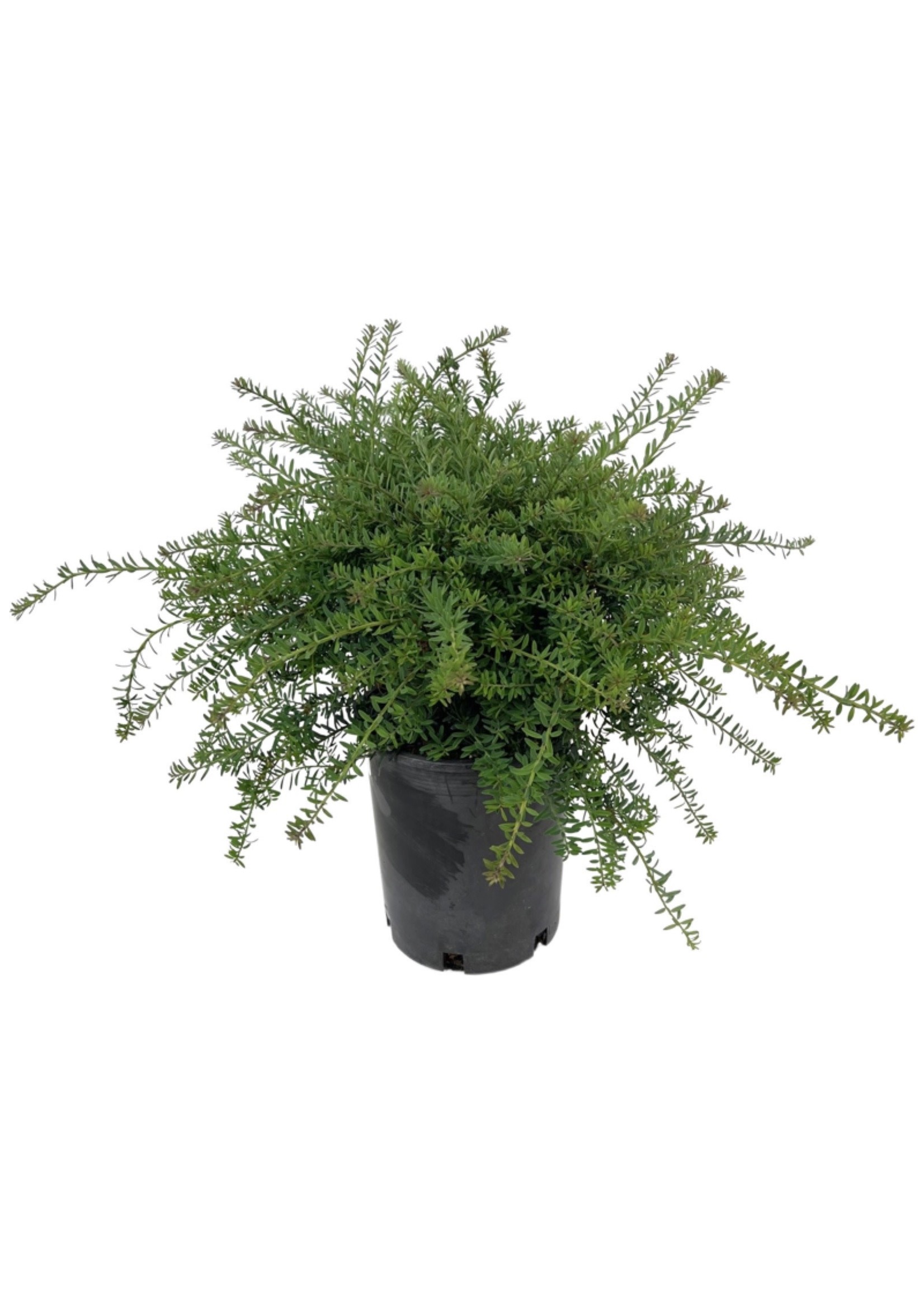 Podocarpus lawrencei 'Blue Gem' 1 Gallon