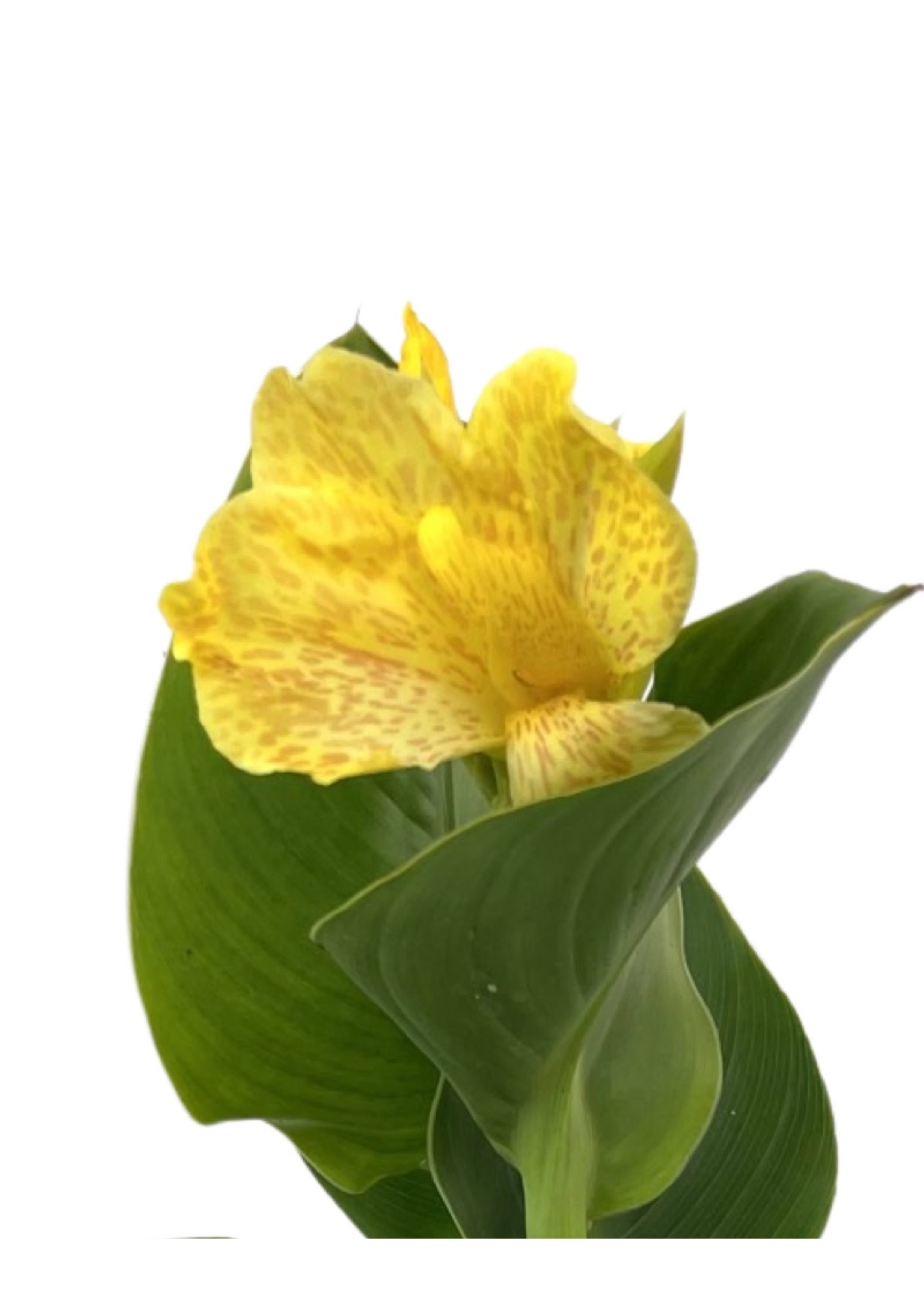 Canna x generalis 'Tropical Yellow' 1 Gallon