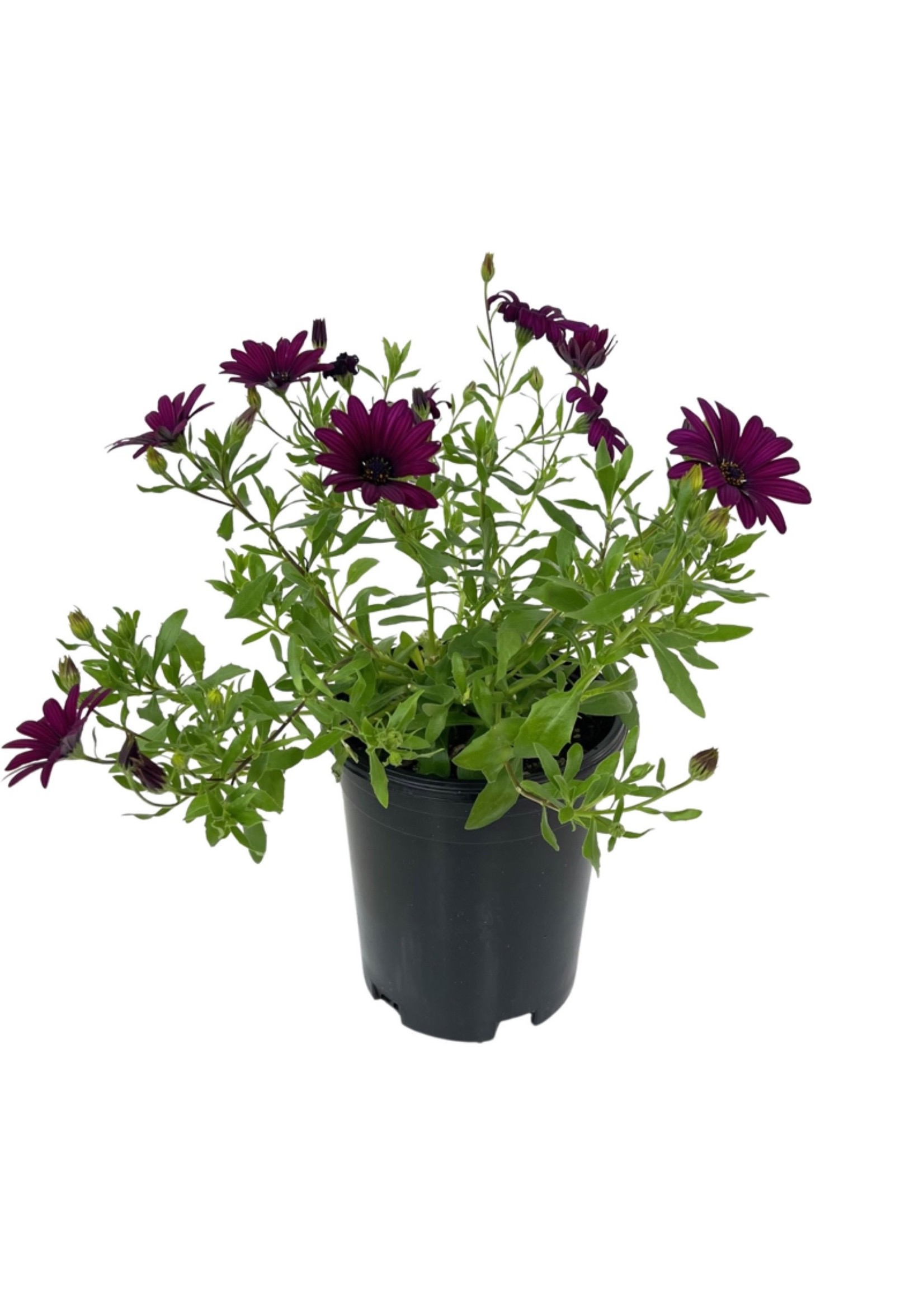 Osteospermum 'FlowerPower Purple/Red' 1 Gallon
