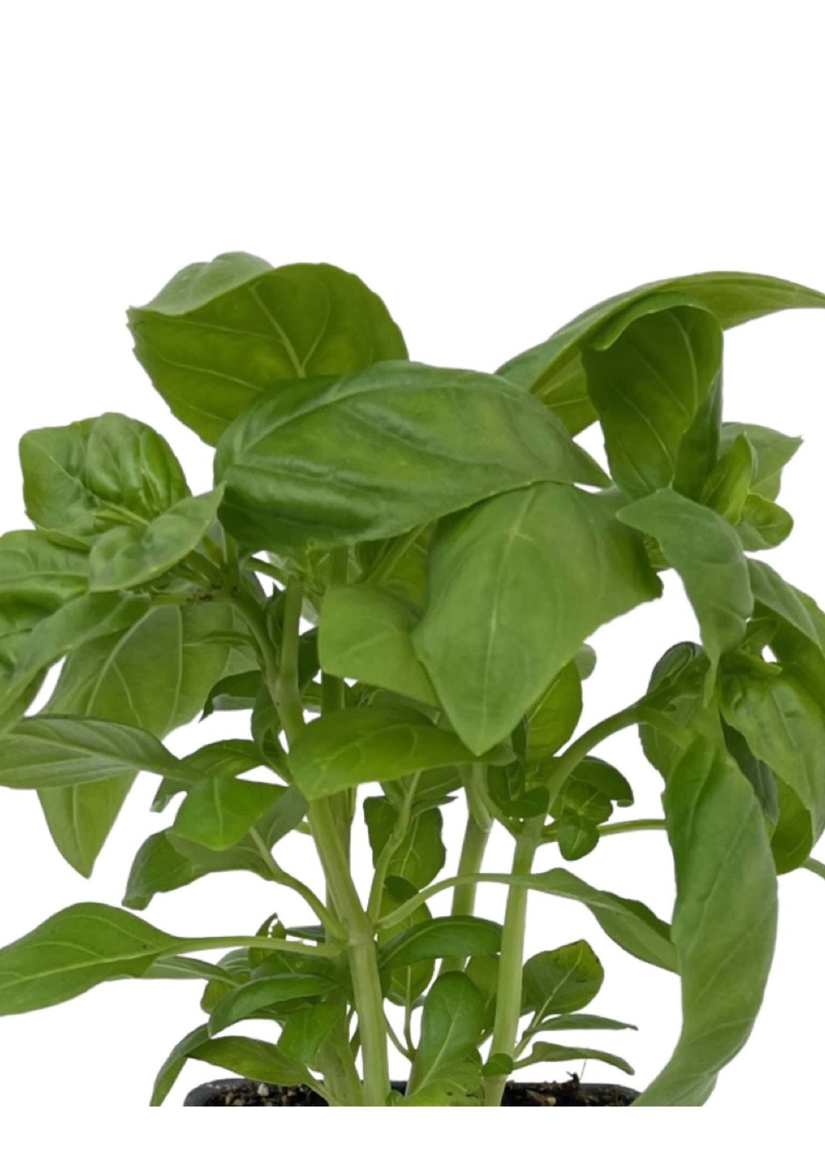 Basil 'Dolce Fresca' 4 Inch