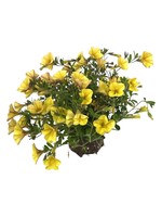Calibrachoa ‘Bloomtastic Yellow’ 4 Inch