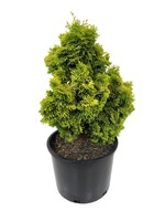 Chamaecyparis obtusa 'Nana Lutea' 3 Gallon