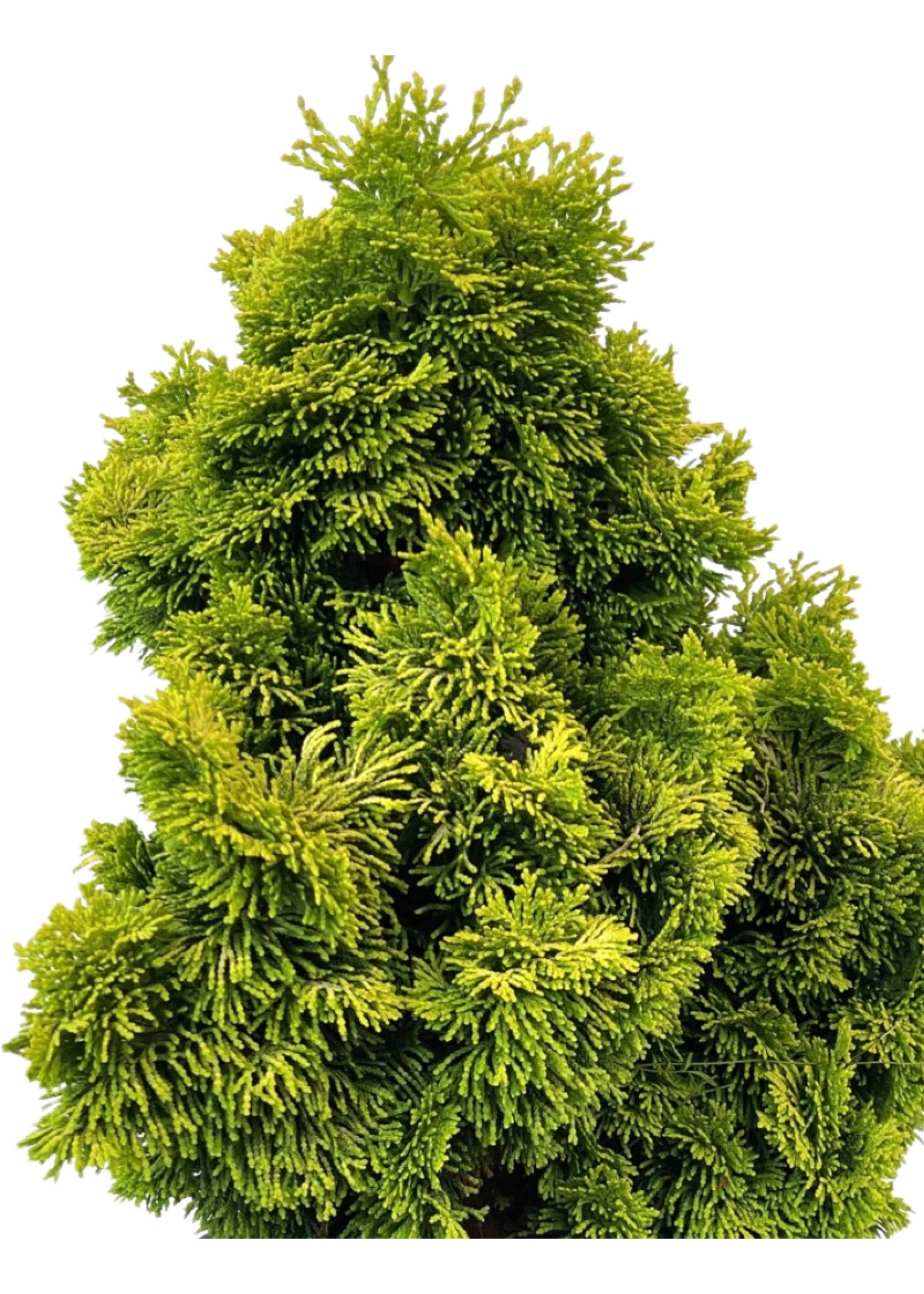 Chamaecyparis obtusa 'Nana Lutea' 3 Gallon