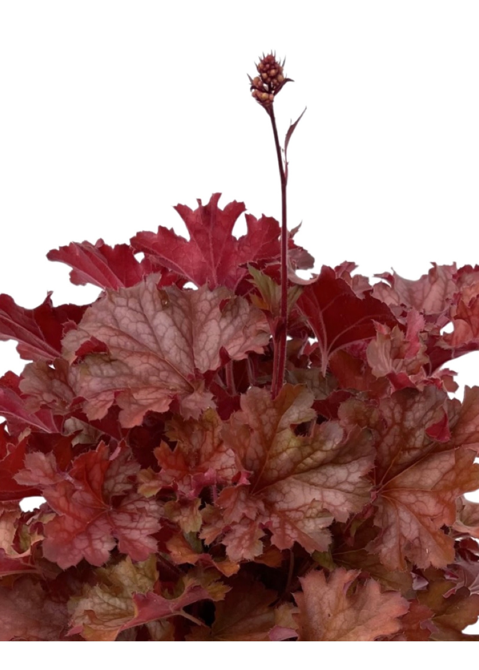 Heuchera 'Ruby Tuesday' 1 Gallon