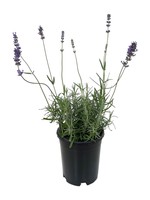 Lavandula 'Violet Intrigue' 1 Gallon