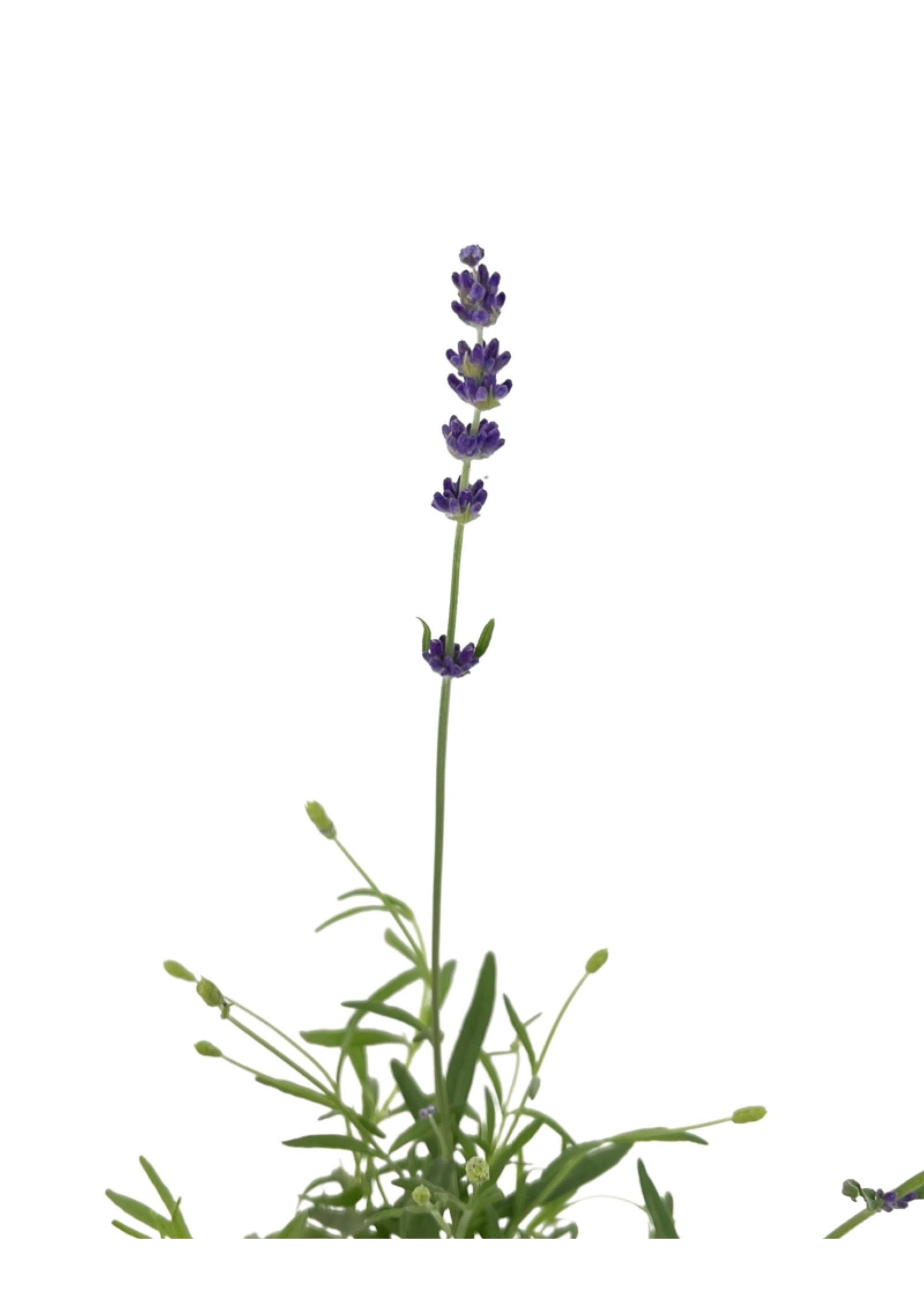 Lavandula 'Violet Intrigue' 1 Gallon