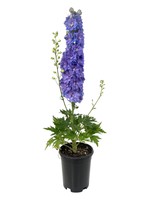 Delphinium 'DG Shelby' 1 Gallon