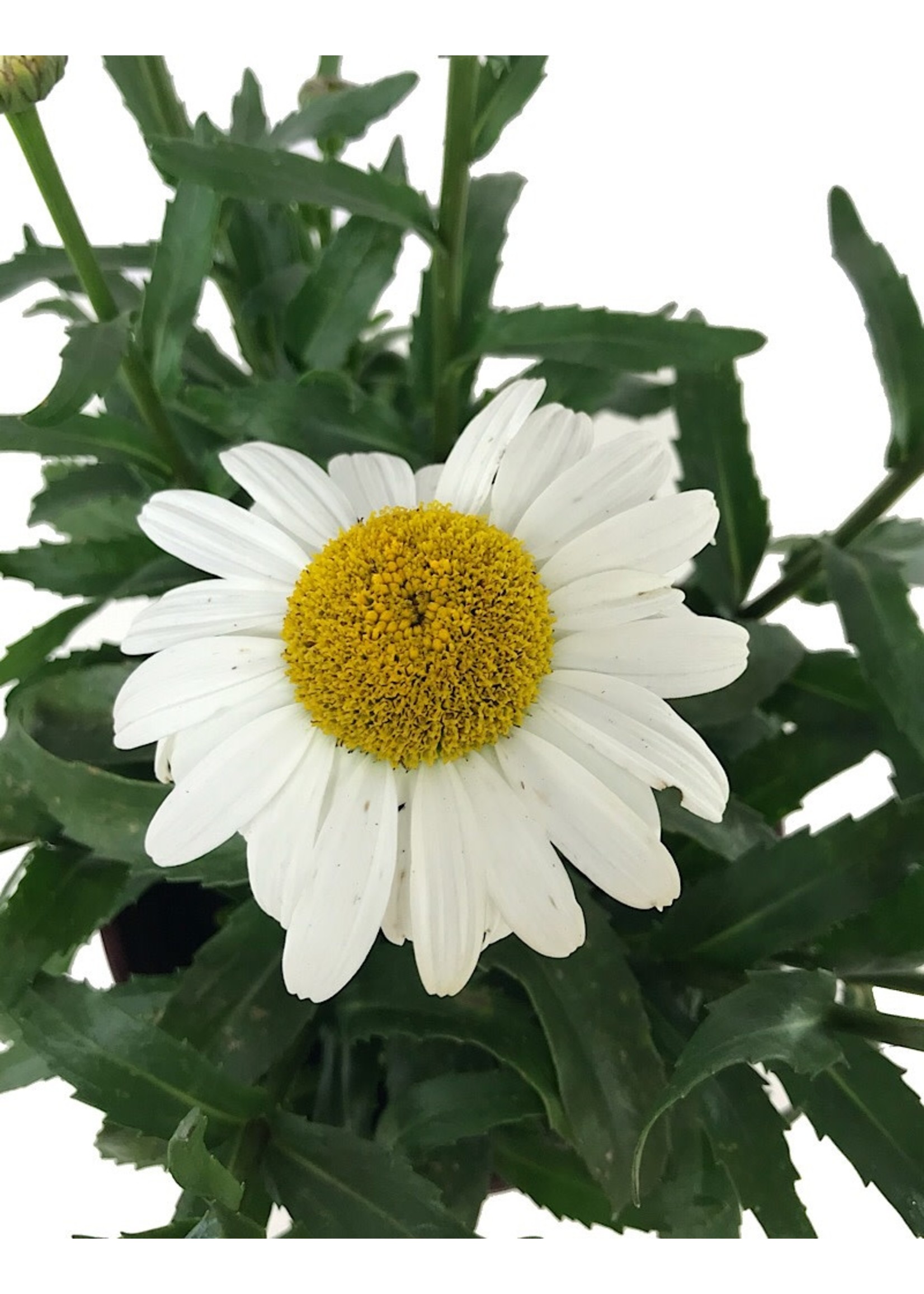 Leucanthemum 'Snowcap' 1 Gallon