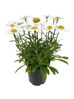 Leucanthemum 'Snowcap' 1 Gallon