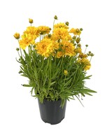 Coreopsis 'Double the Sun' 1 Gallon