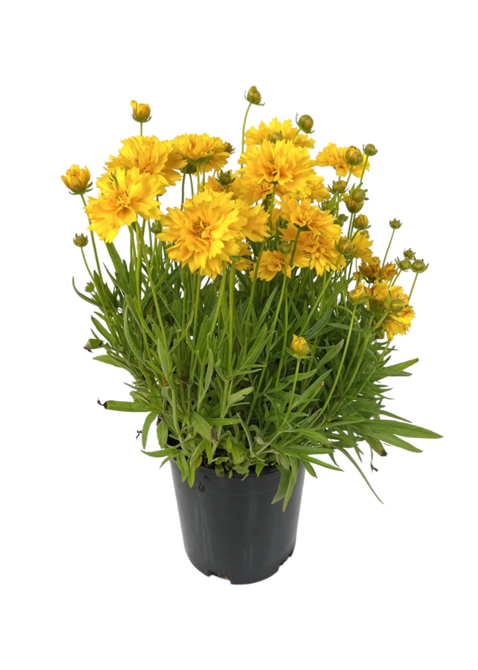 Coreopsis 'Double the Sun' 1 Gallon