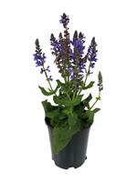 Salvia nemorosa 'Marvel Sky Blue' 1 Gallon