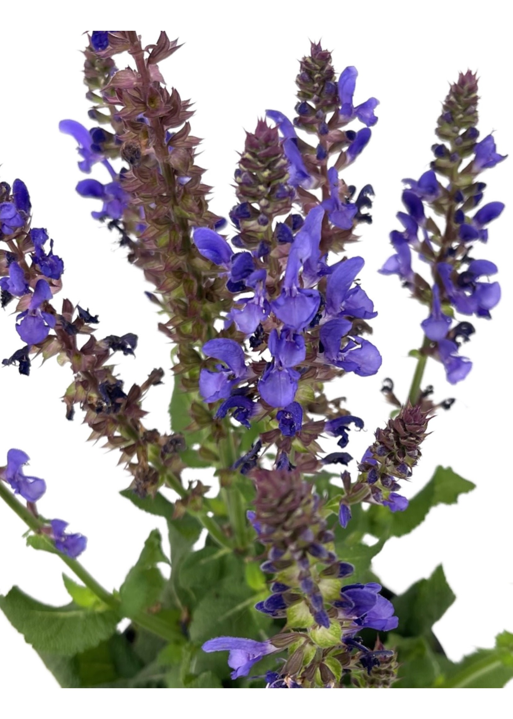 Salvia nemorosa 'Marvel Sky Blue' 1 Gallon