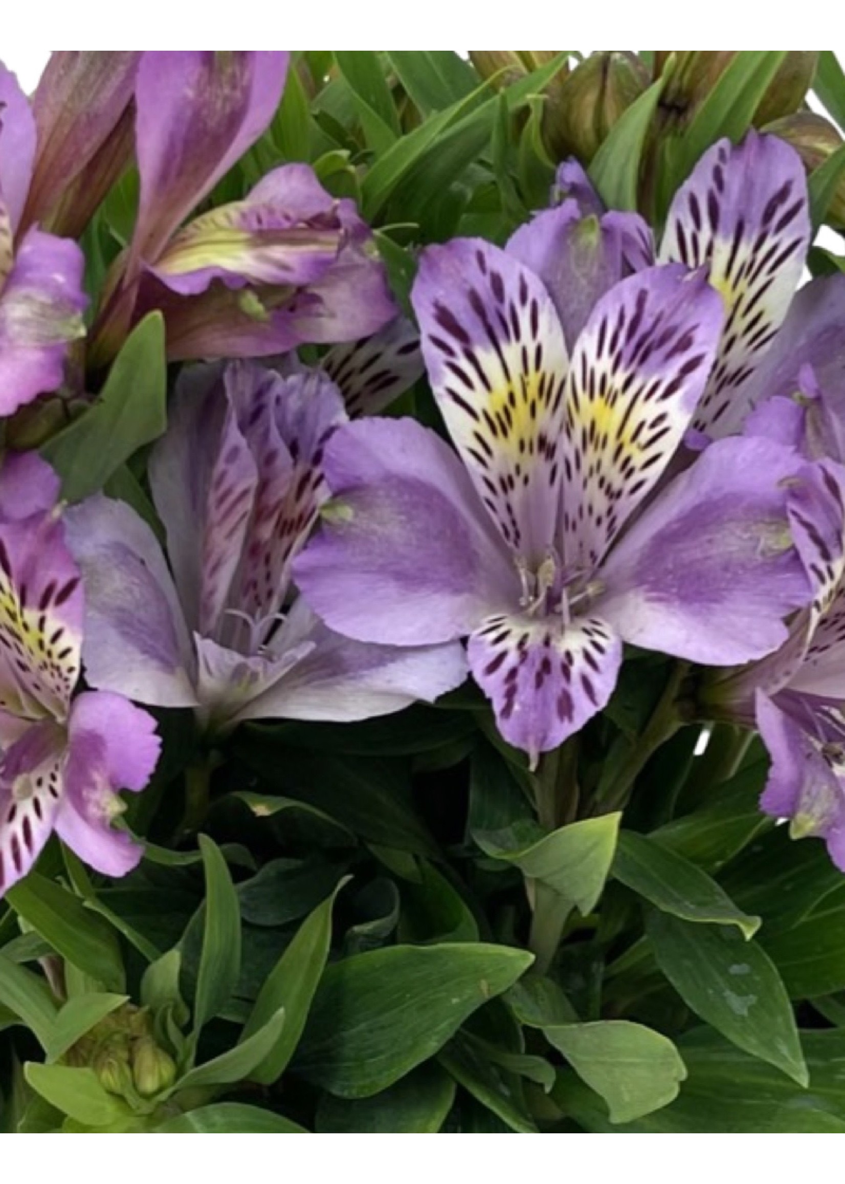 Alstroemeria 'Inca Ocean' 8 inch