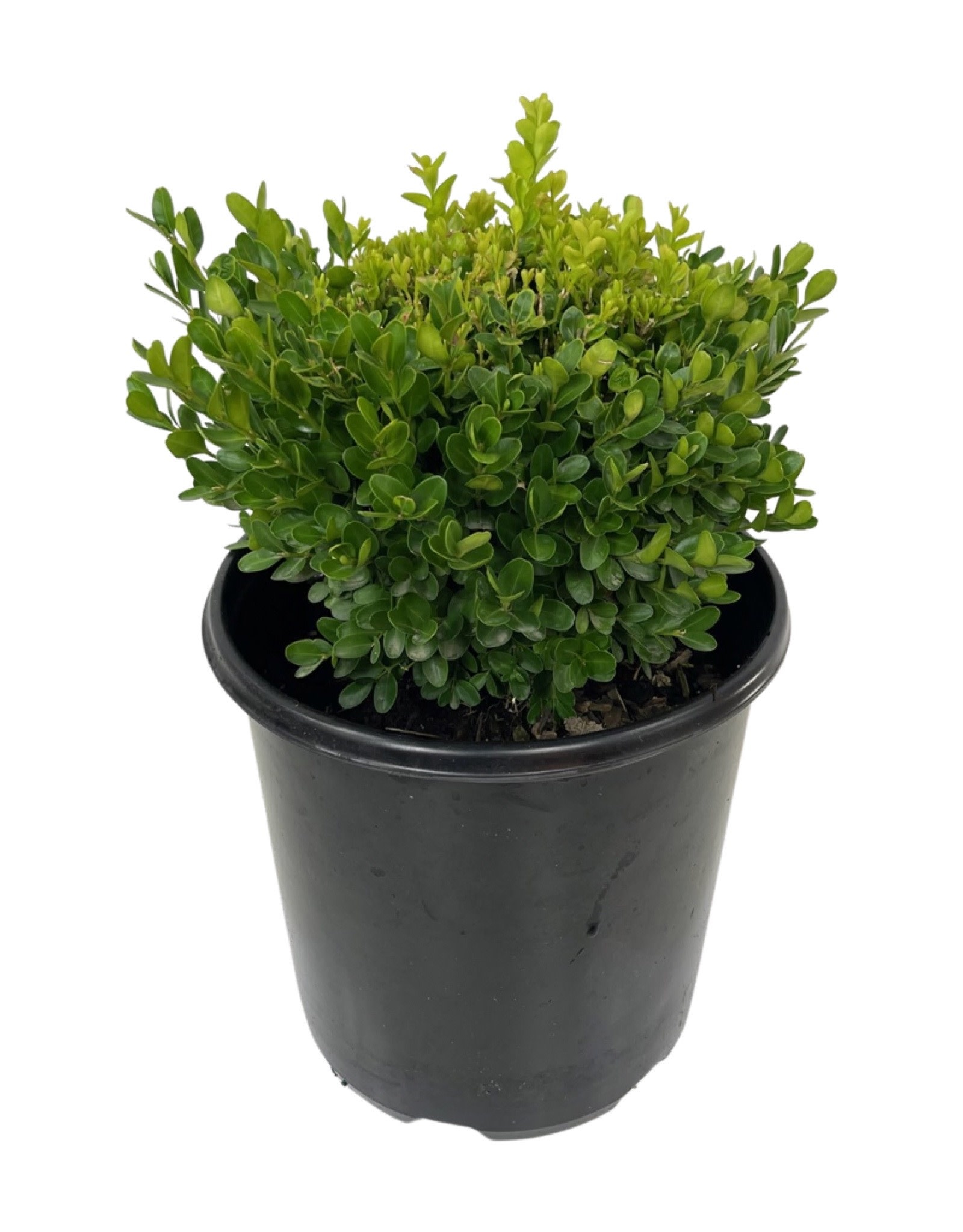 Buxus Sempervirens Suffruticosa 2 Gallon The Garden Corner