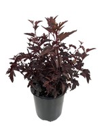 Physocarpus opulifolius 'Darkstar' 2 Gallon