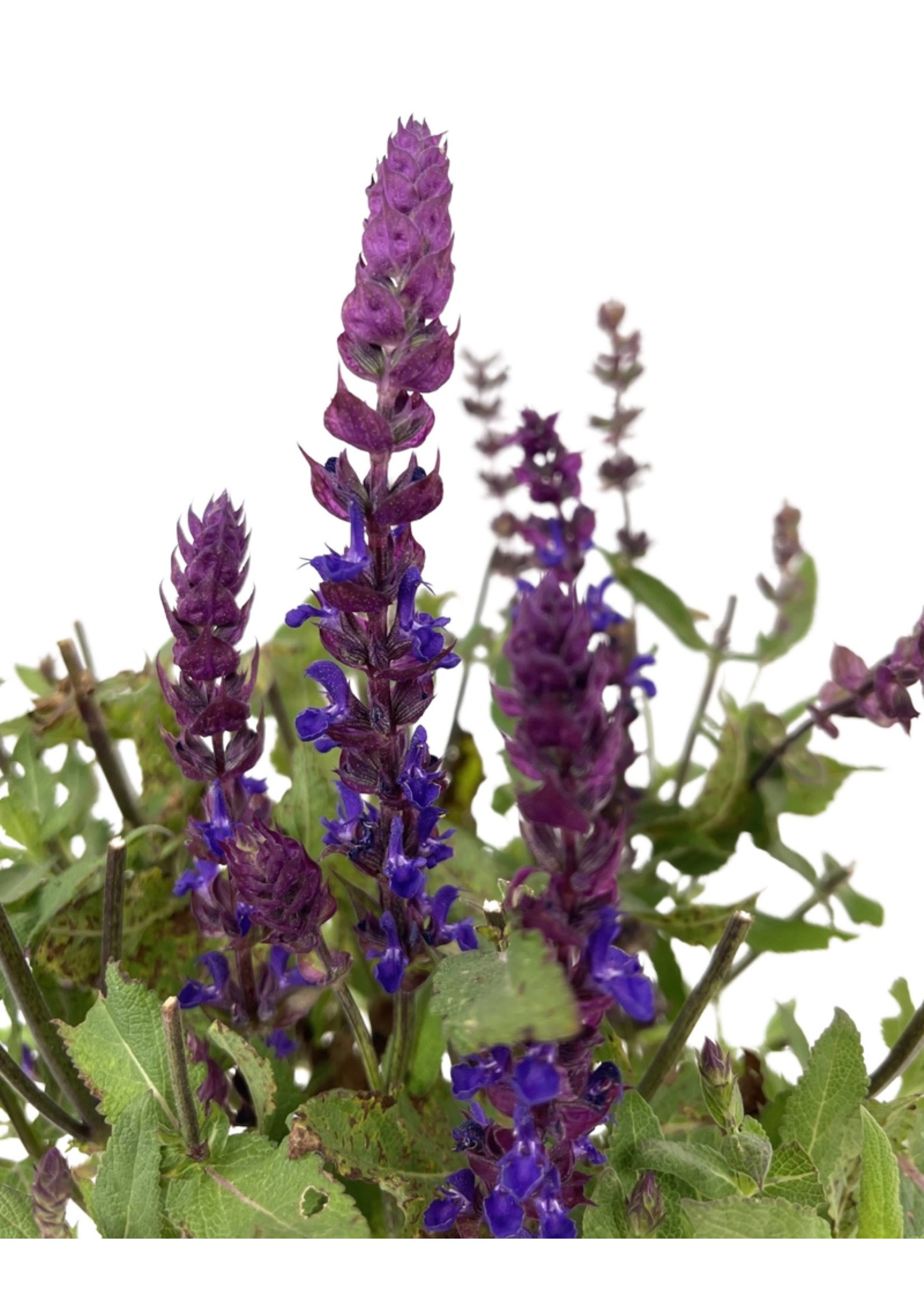 Salvia nemorosa 'Salvatore Blue' 1 Gallon