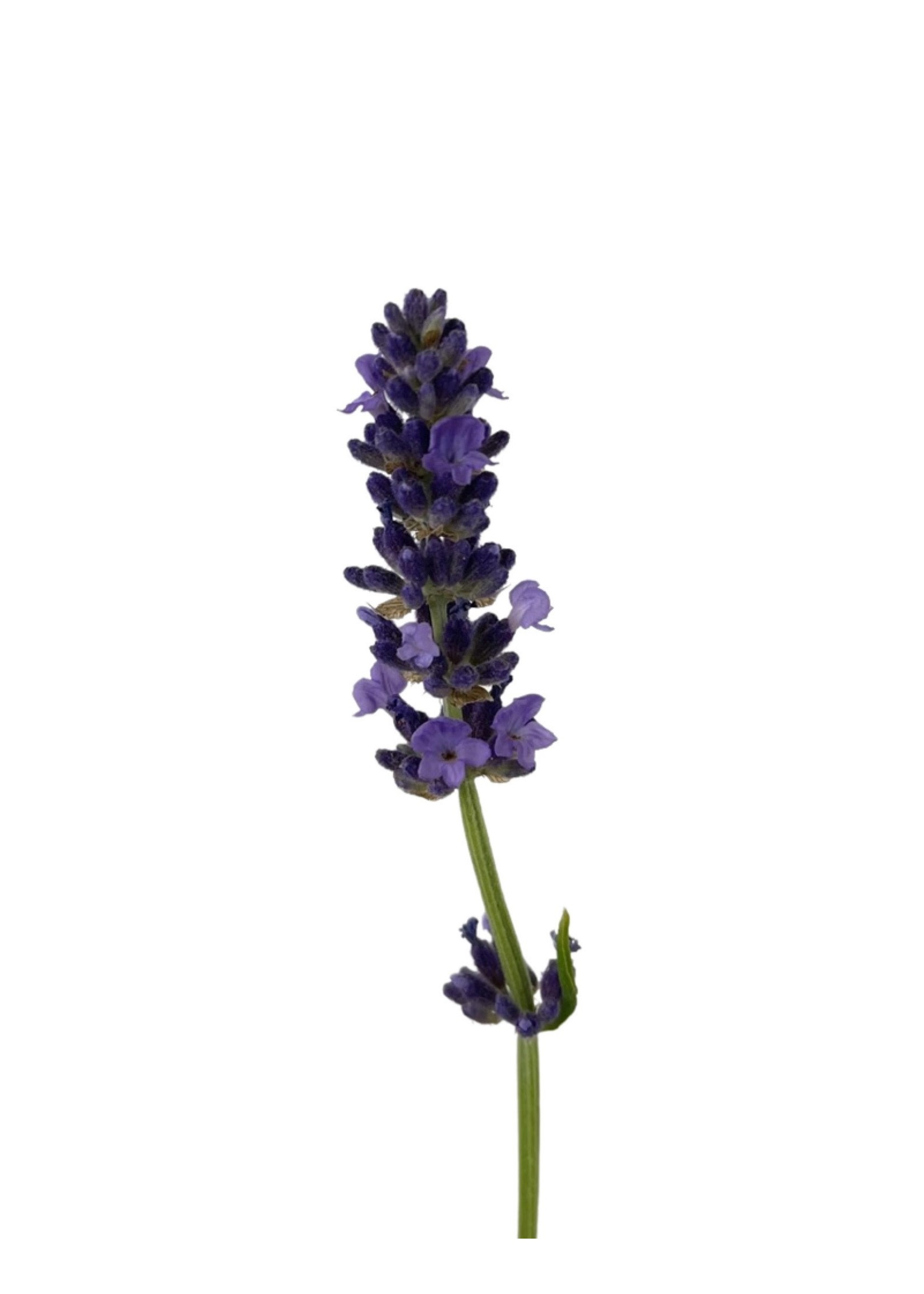 Lavandula angustifolia 'Blue Spear' 1 Gallon