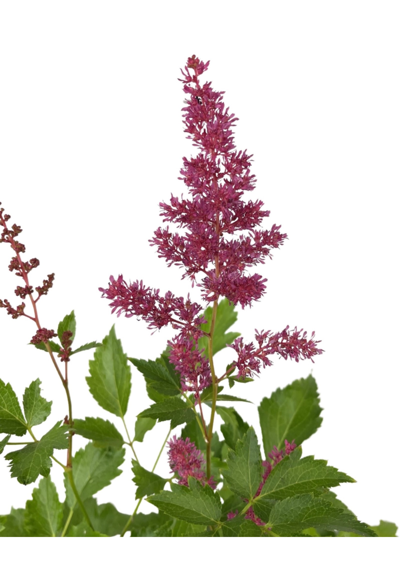 Astilbe 'Younique Ruby Red' 1 Gallon