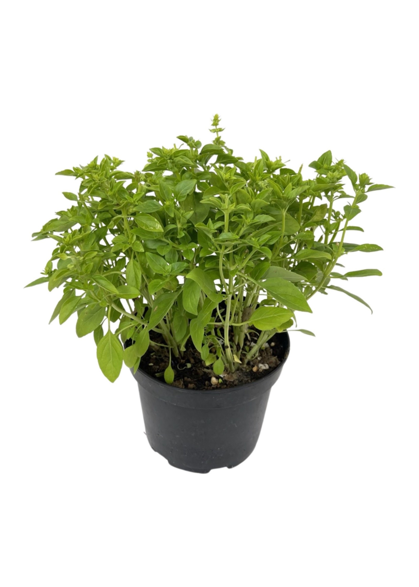 Basil 'Spicy Globe' 6 Inch