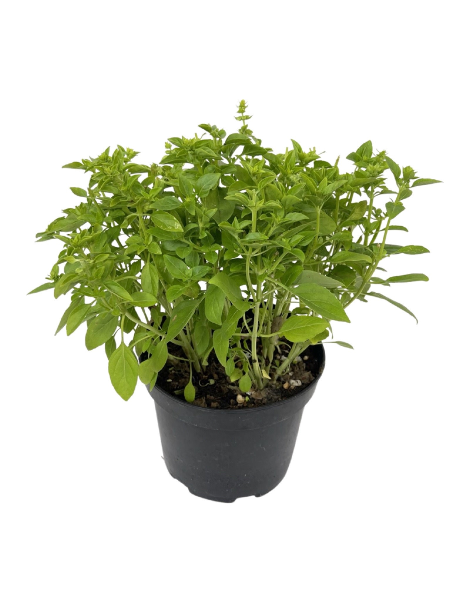 Basil 'Spicy Globe' 6 Inch - The Garden Corner