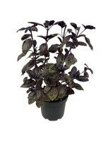 Basil 'Amethyst' 6 Inch