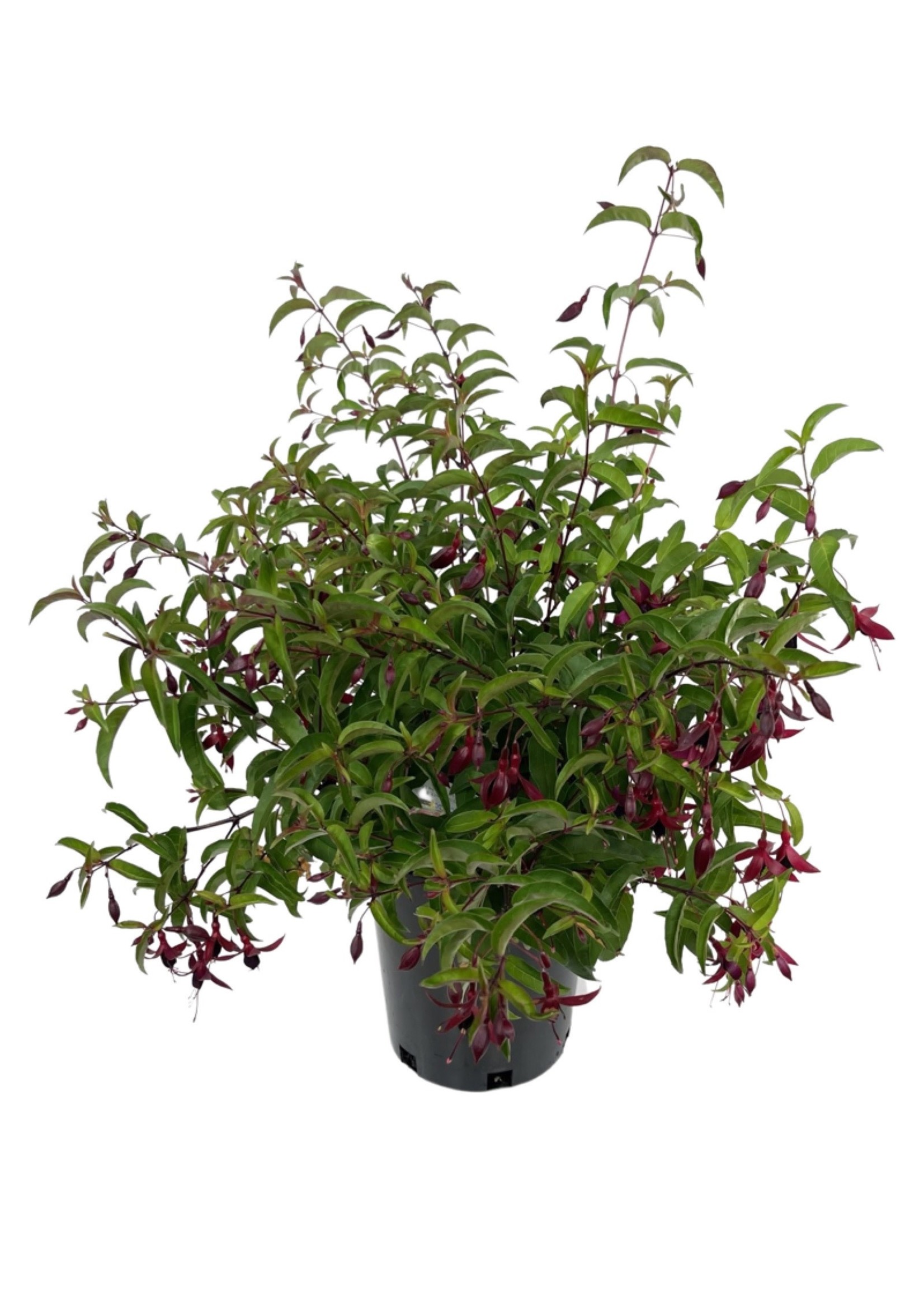 Fuchsia 'Dying Embers' 1 Gallon