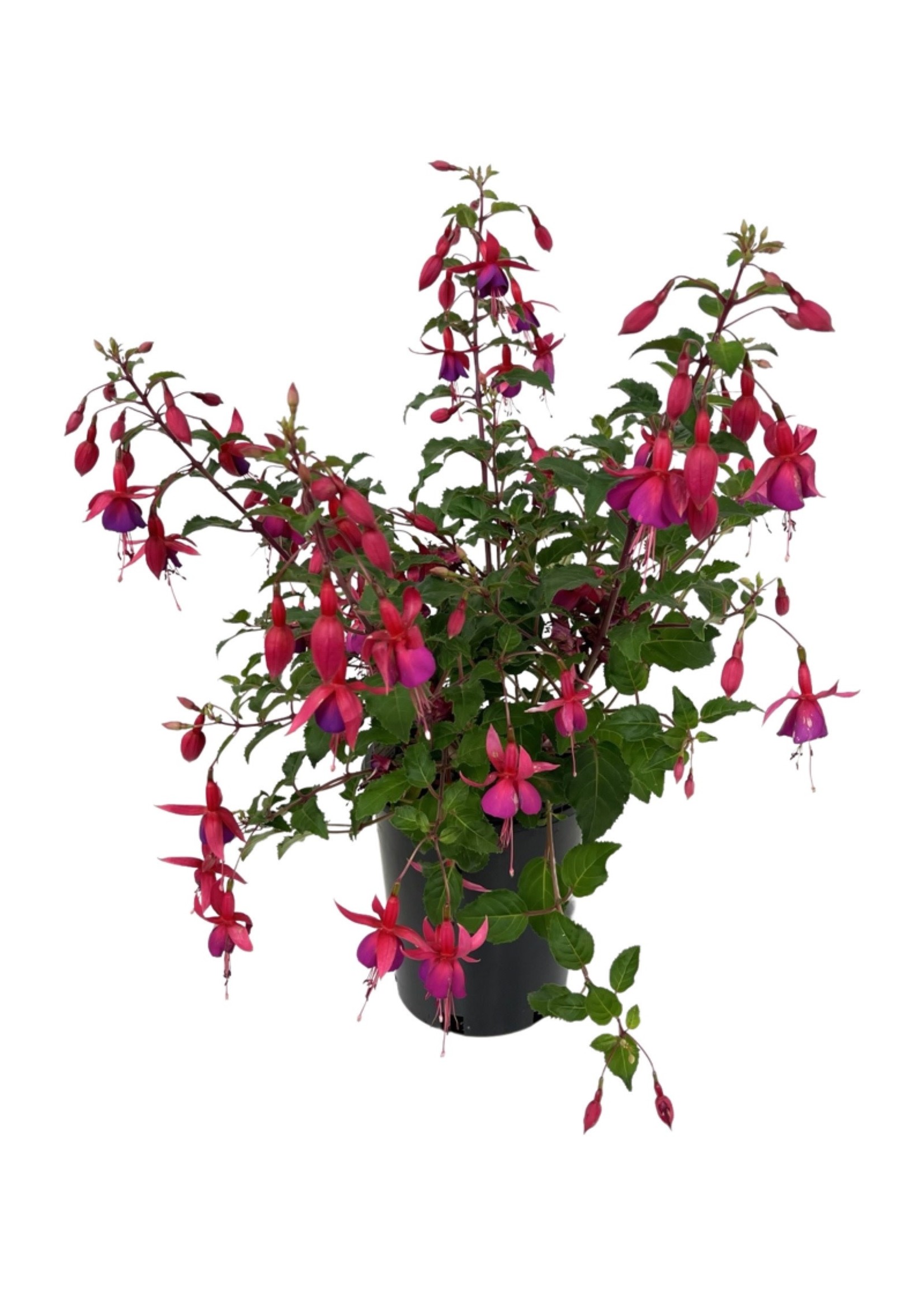 Fuchsia 'Beacon' 1 Gallon