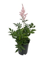 Astilbe 'Younique Silvery Pink' 1 Gallon