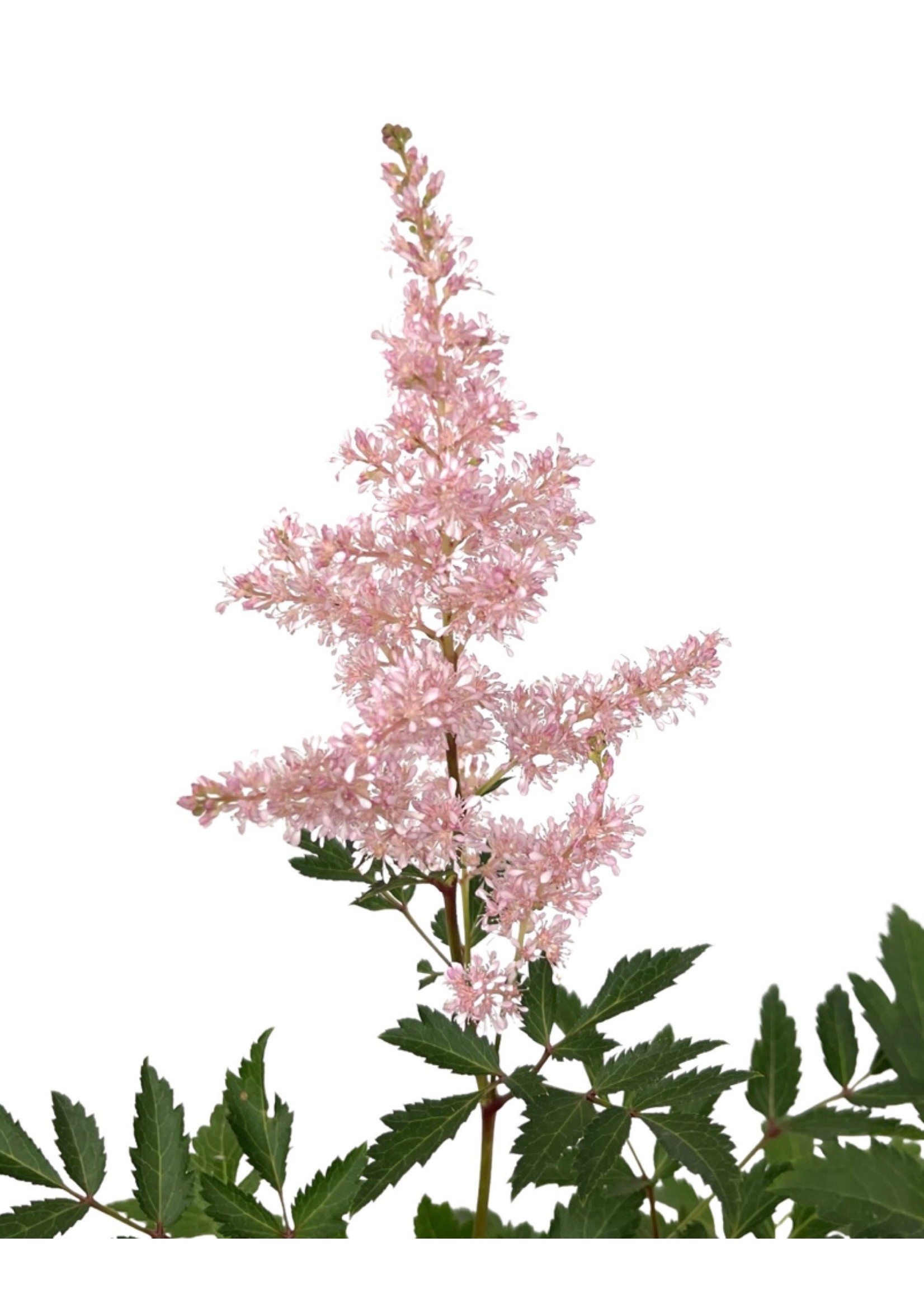 Astilbe 'Younique Silvery Pink' 1 Gallon
