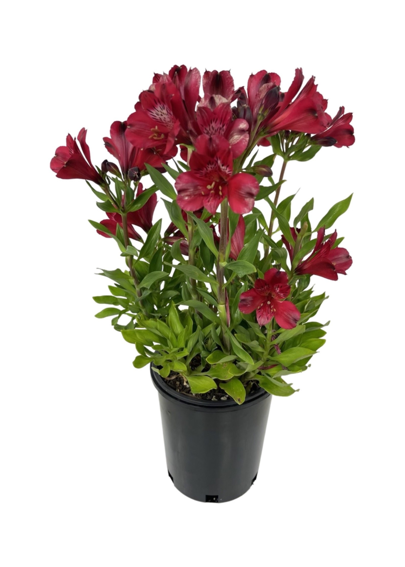 Alstroemeria 'Inca Noble' 1 Gallon