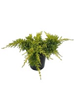 Juniperus chinensis ‘Daub’s Frosted’ 1 Gallon