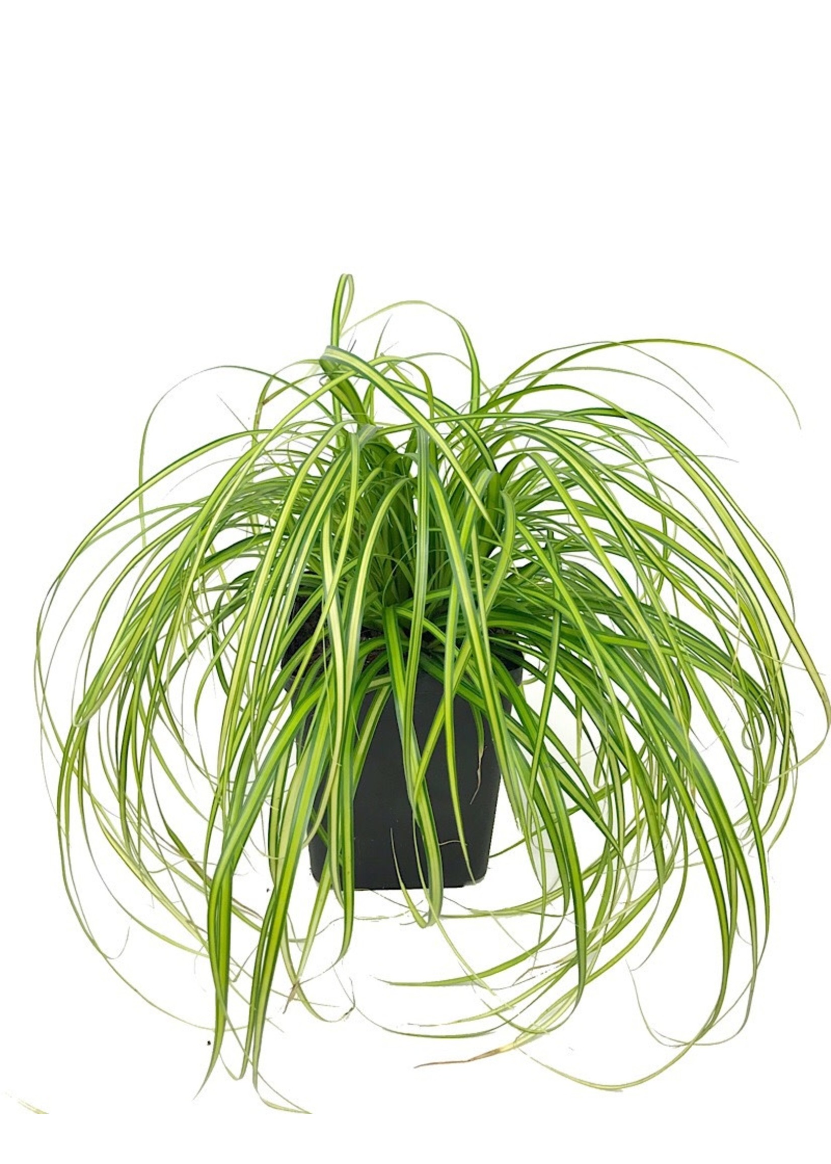 Carex oshimensis 'Eversheen'  Quart