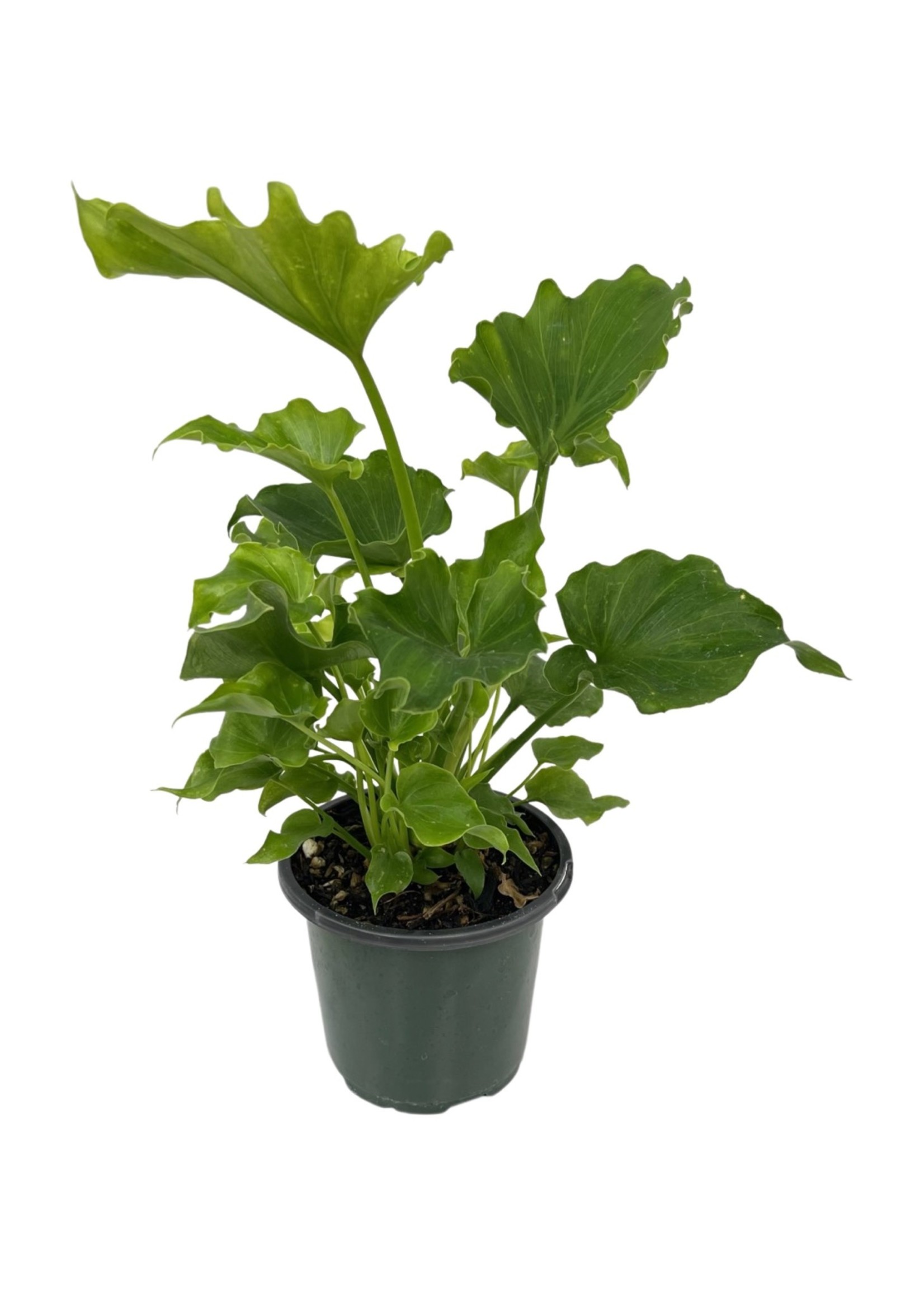 Philodendron 'Lickety Split' Quart
