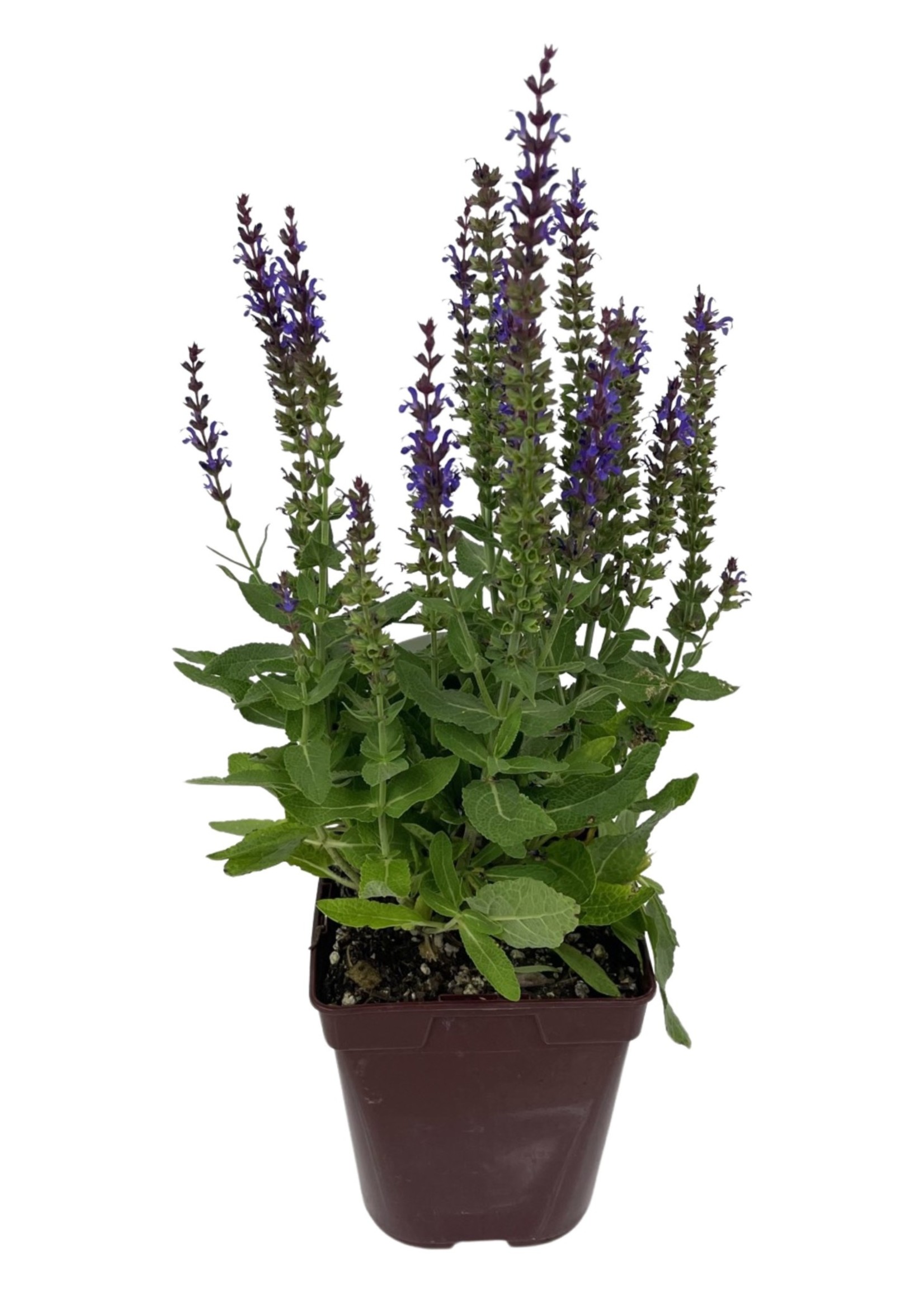 Salvia sylvestris 'Little Night' Quart