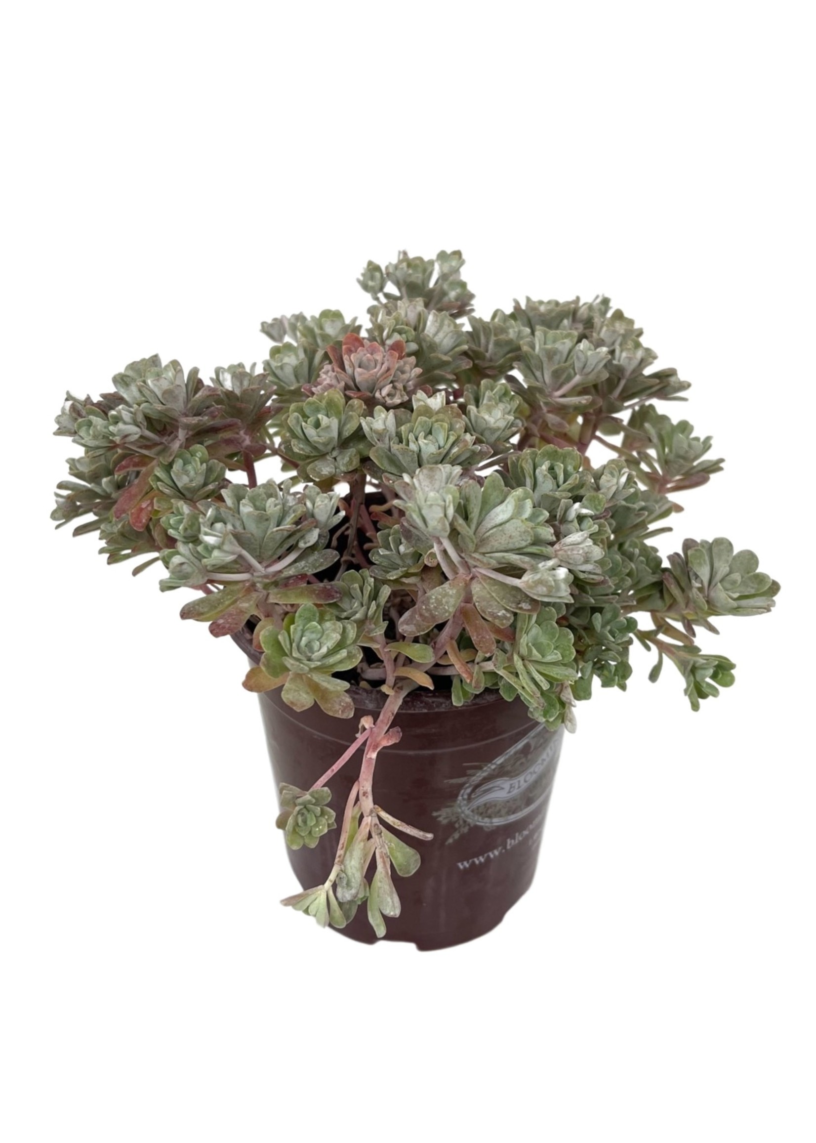 Sedum spathulifolium 'Carnea' Quart
