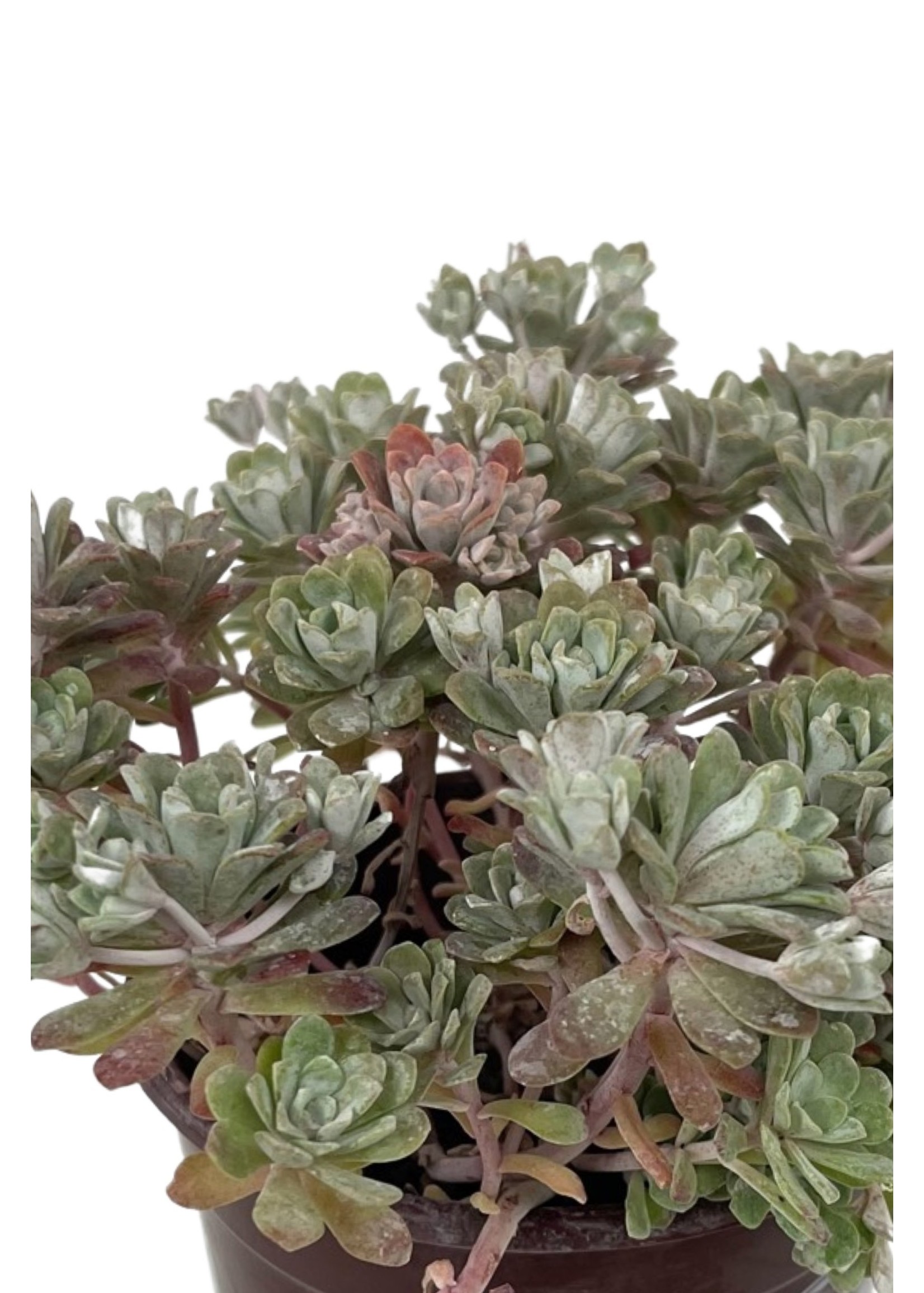 Sedum spathulifolium 'Carnea' Quart