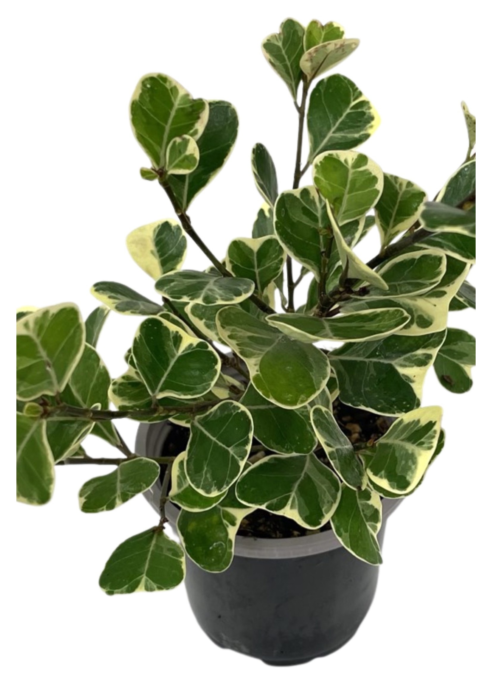 Phasus Triangularis Ficus Triangularis Caractéristiques – OQBVXO