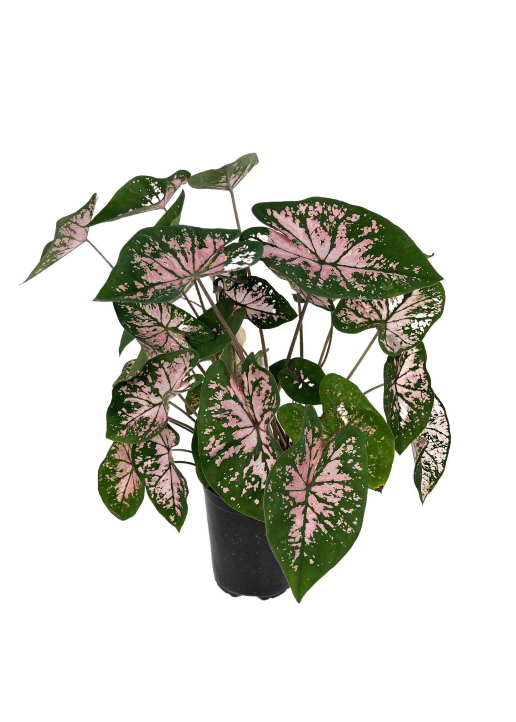 Caladium 'Pink Splash' 1 Gallon