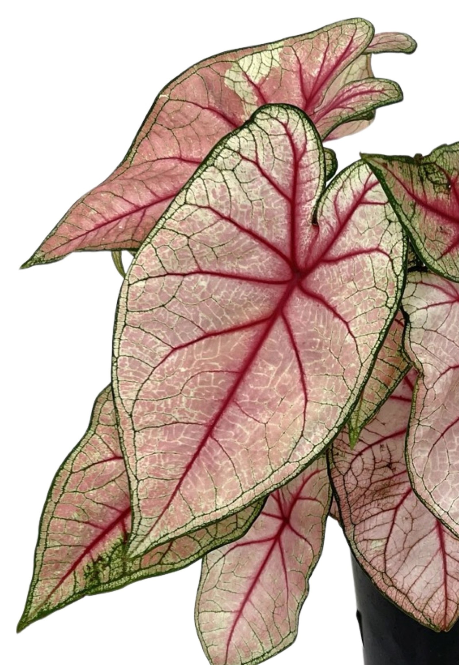 Caladium 'White Queen' 1 Gallon