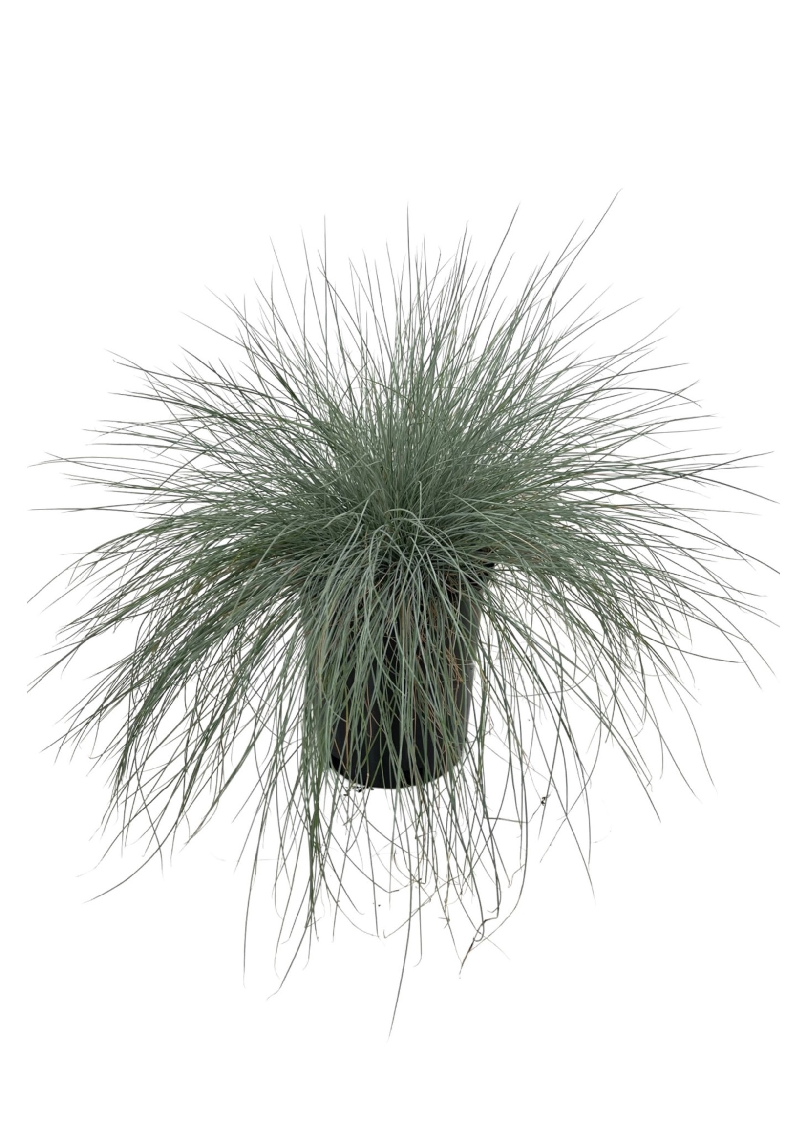 Festuca amethystina 'Superba' 1 Gallon