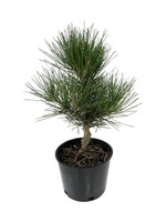 Pinus thunbergiana 'Hakuho' 1 Gallon