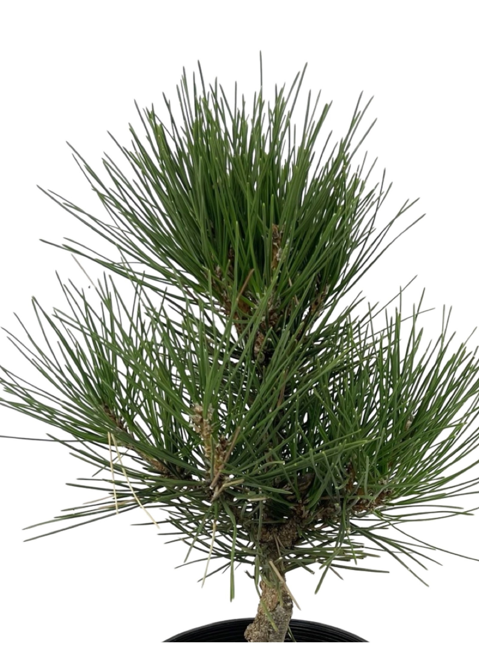Pinus thunbergiana 'Hakuho' 1 Gallon