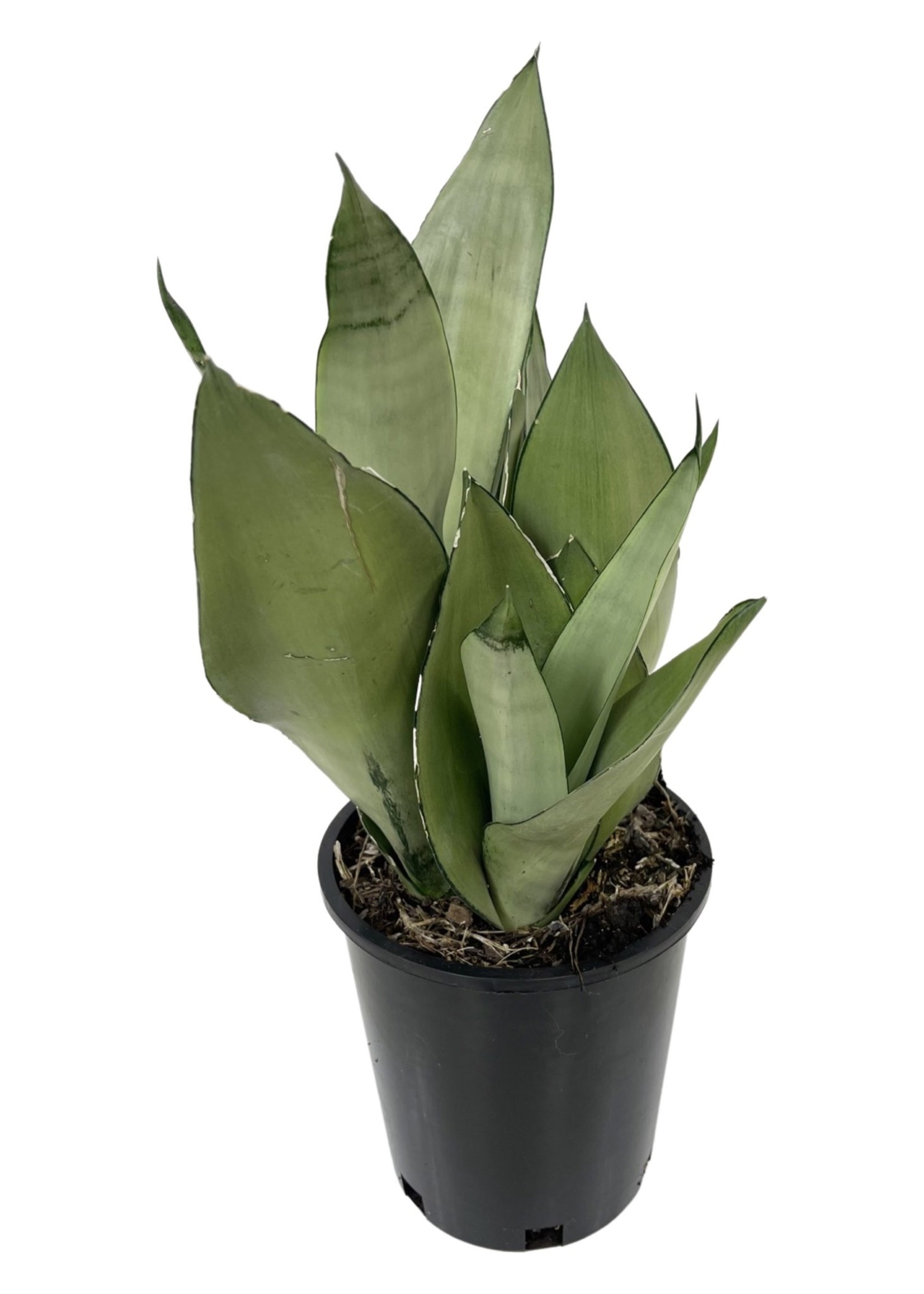 Sansevieria Trifasciata Moonshine 1 Gallon The Garden Corner 