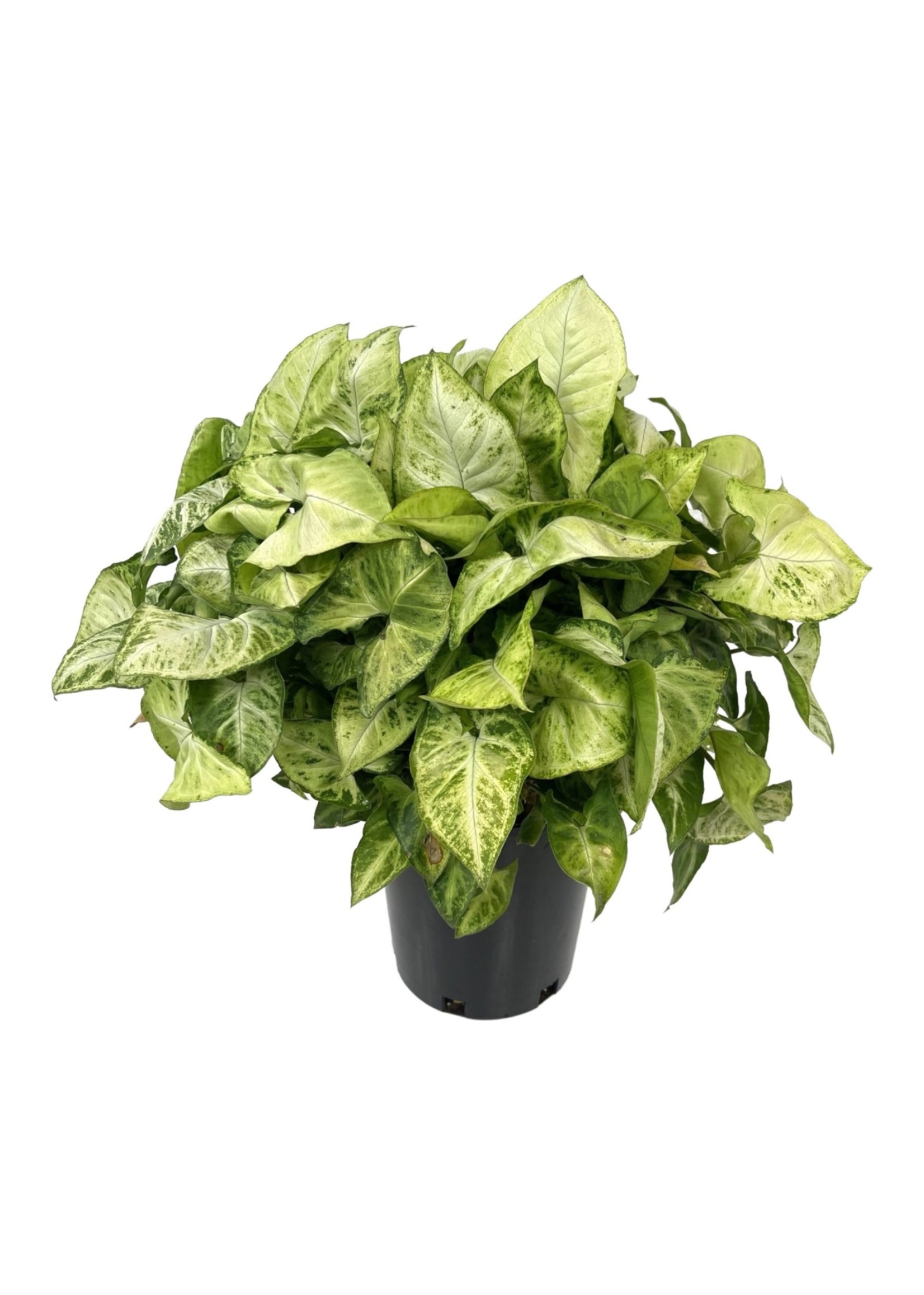 Syngonium podophyllum 1 Gallon