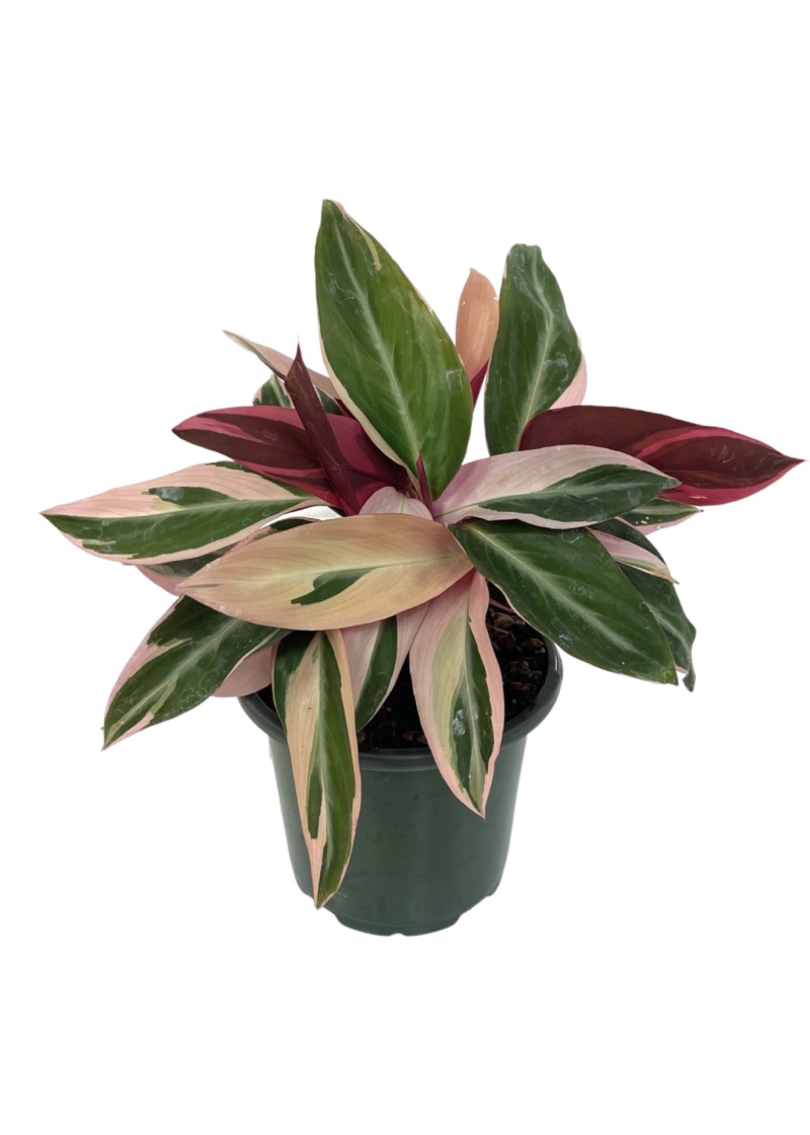 Stromanthe sanguinea 'Triostar' Quart