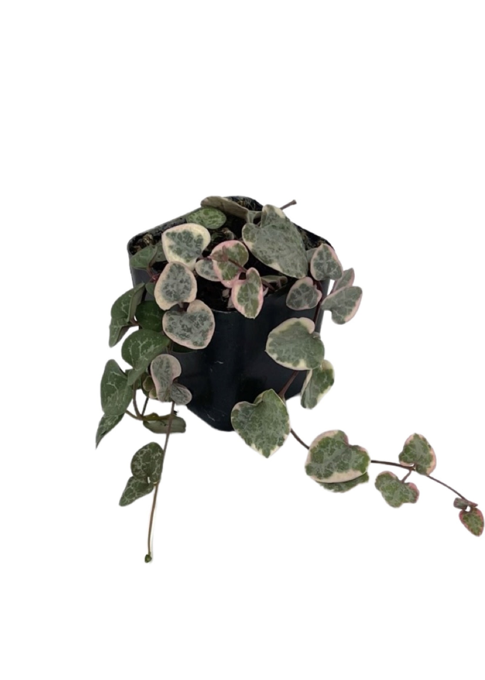 Ceropegia woodii 'Variegata' 2 inch