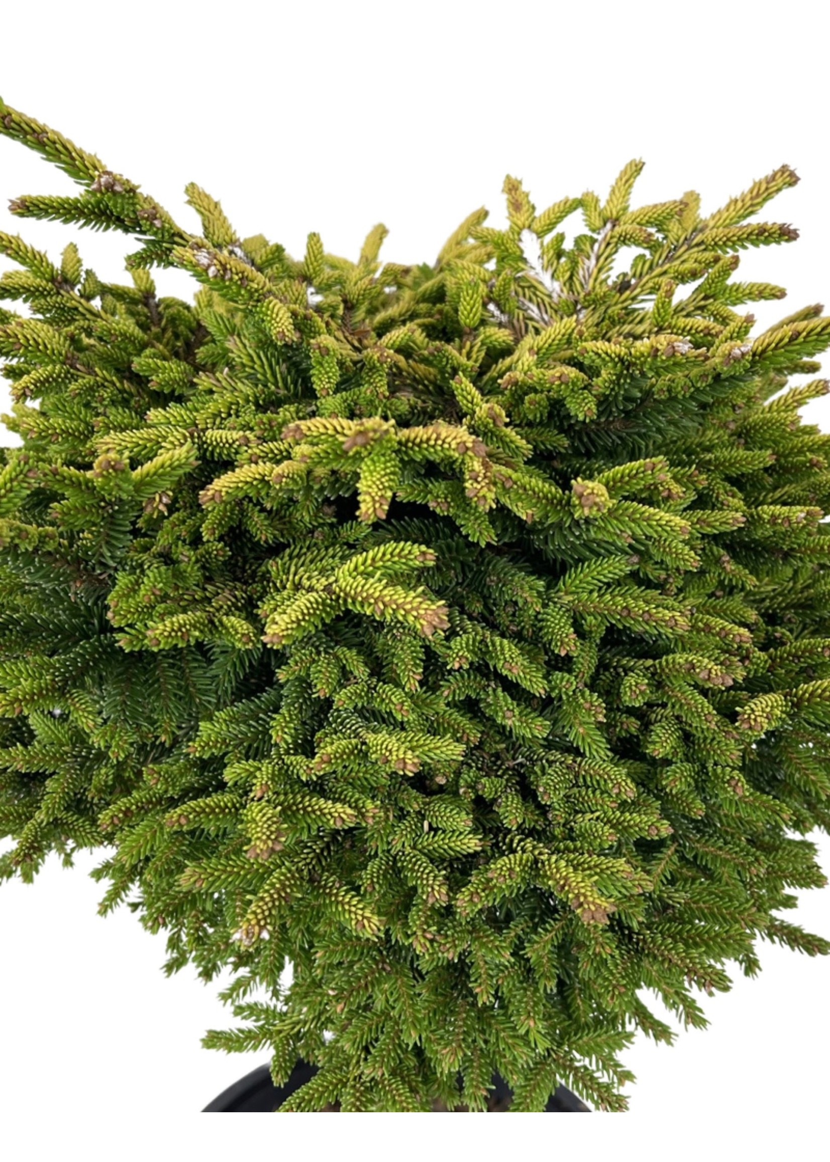 Picea orientalis 'Tom Thumb' 3 Gallon